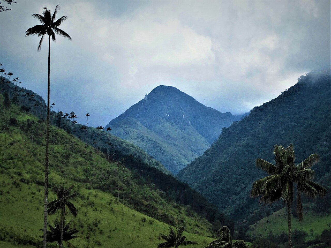 Wax palms on green slopes in Colombia's Cocora Valley beneath cloud-covered mountains