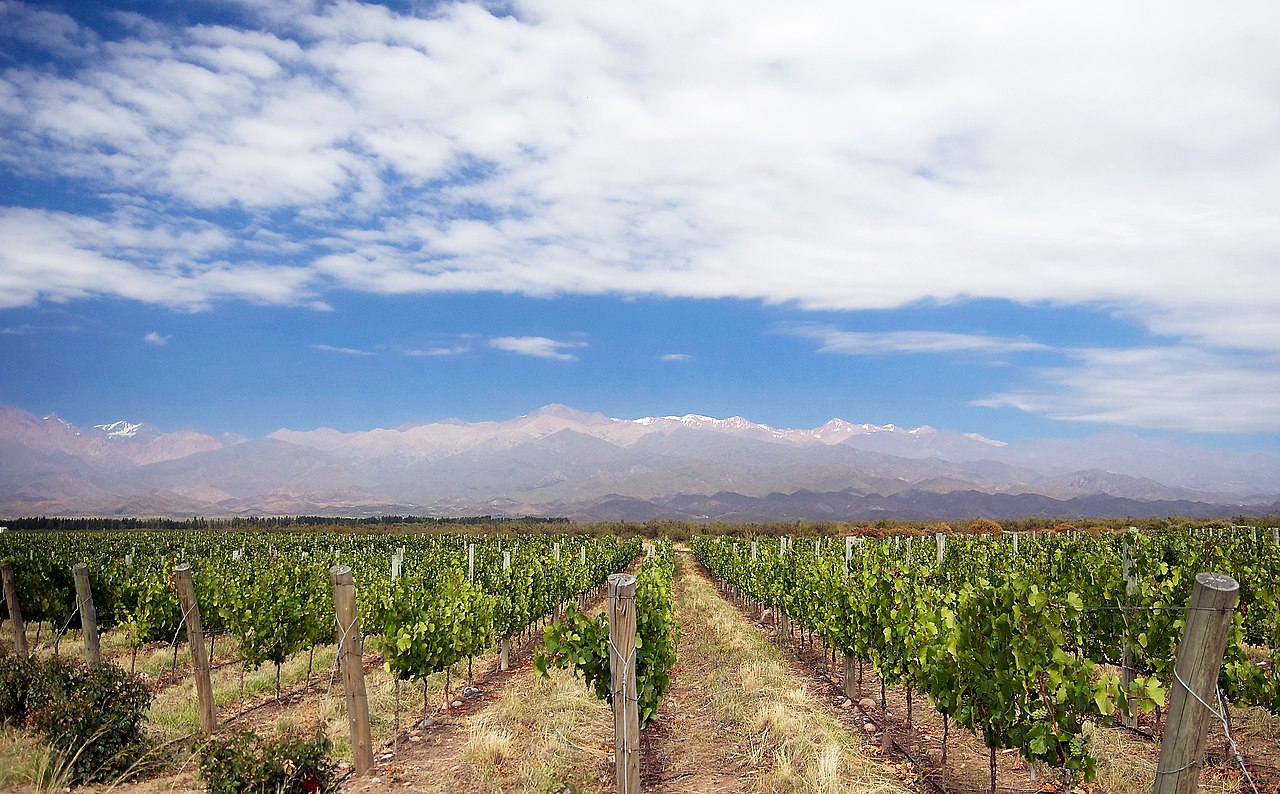 Vineyard rows in Mendoza's Uco Valley with the Andes in the background